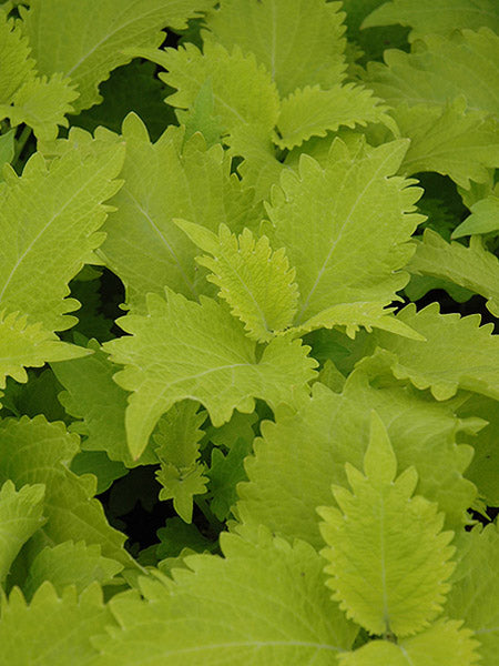 Coleus - Volcanica Wasabi