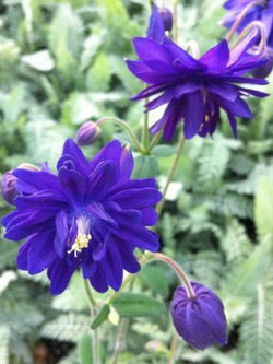 Aquilegia Columbine - Blue Barlow