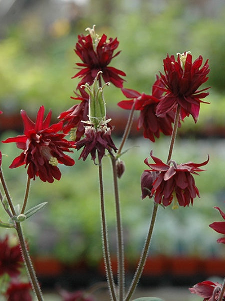 Aquilegia Columbine - Ruby Port