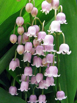 Convallaria - Lily of the Valley Rosea