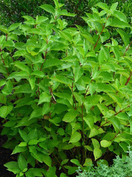 Dogwood - Arctic Fire® - 2 Gallon