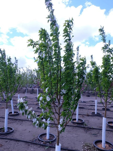 Crabapple - Dolgo - 5 Gallon