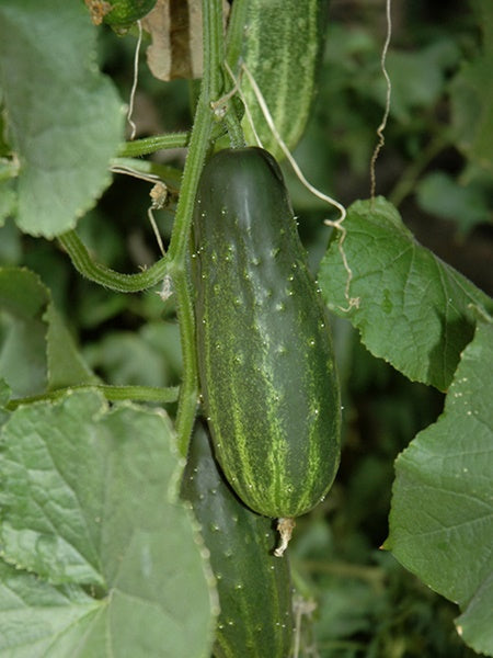 Vegetable - Cucumber Pickling - Cerentine
