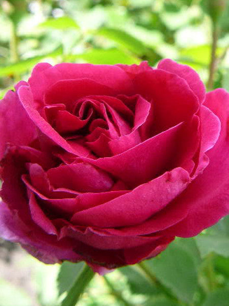 Roses – Calgary Plants