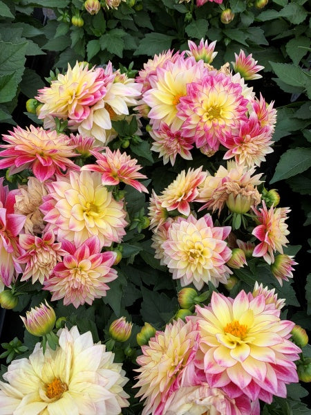 Dahlia - Hypnotica® Tropical Breeze – Calgary Plants