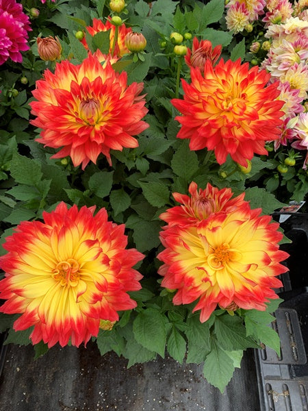 Dahlia - LaBella® Maggiore Fun Flame