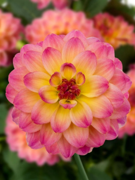 Dahlia - Hypnotica® Rose Bicolor – Calgary Plants