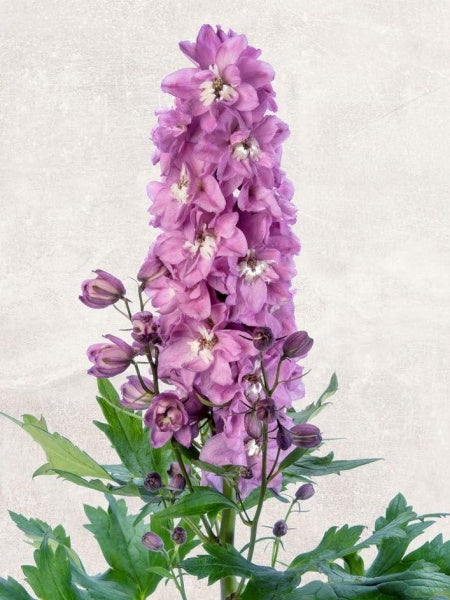 Delphinium - Pink White Bee