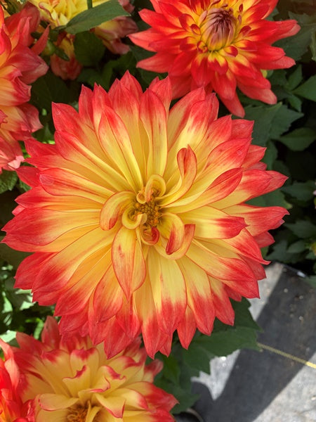 Dahlia - LaBella® Maggiore Fun Flame