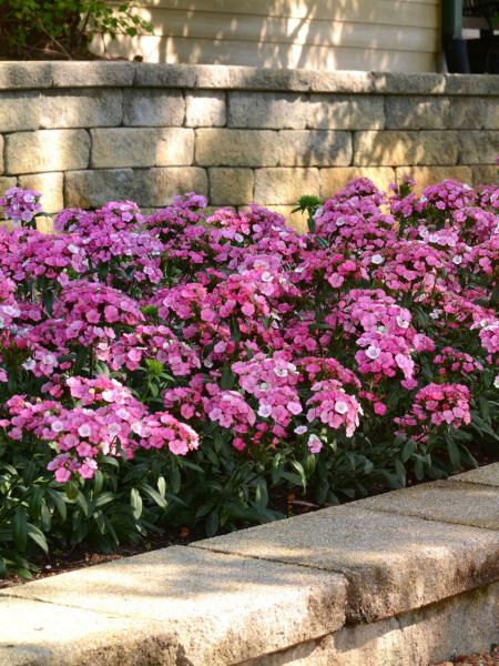 Dianthus - Jolt Pink Magic