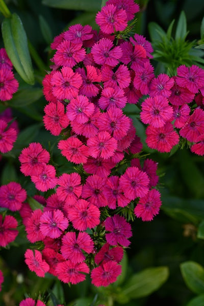 Dianthus - Jolt™ Cherry