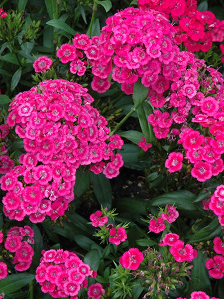 Dianthus - Jolt™ Cherry