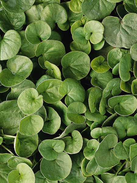 Dichondra - Emerald Falls