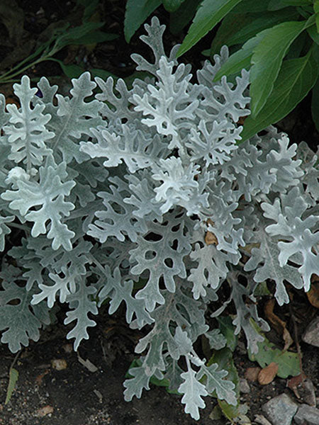 Dusty Miller - Silver Dust