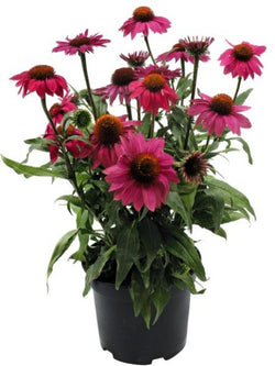 Echinacea - Coneflower PollyNation Magenta