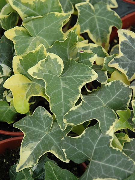 English Ivy - Yellow Ripple