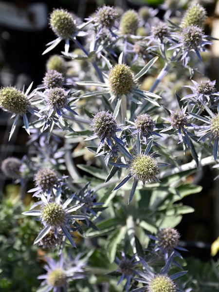 Eryngium Sea Holly - Blue Star