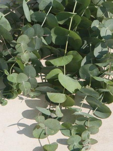 Eucalyptus - Silver Dollar