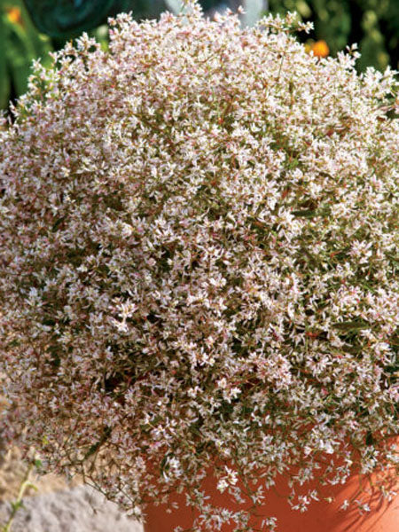 Euphorbia - Starblast Pink