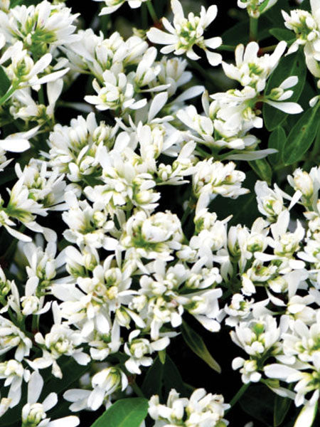 Euphorbia - Starblast™ Snowdrift