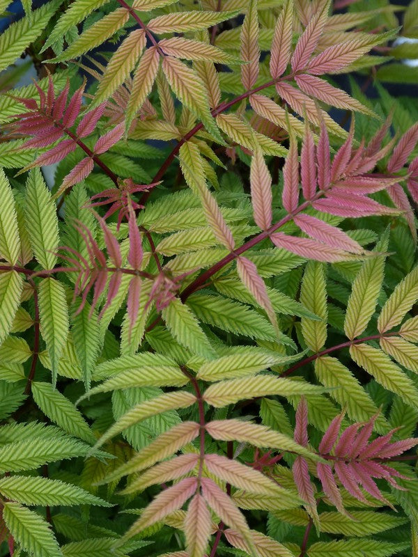 Spirea - Sem False - 2 Gallon