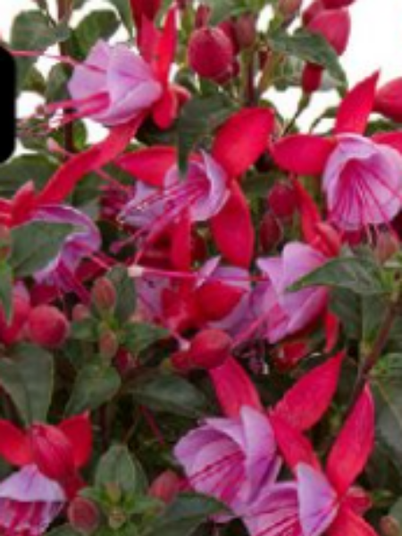 Fuchsia - Bella Upright Nikita