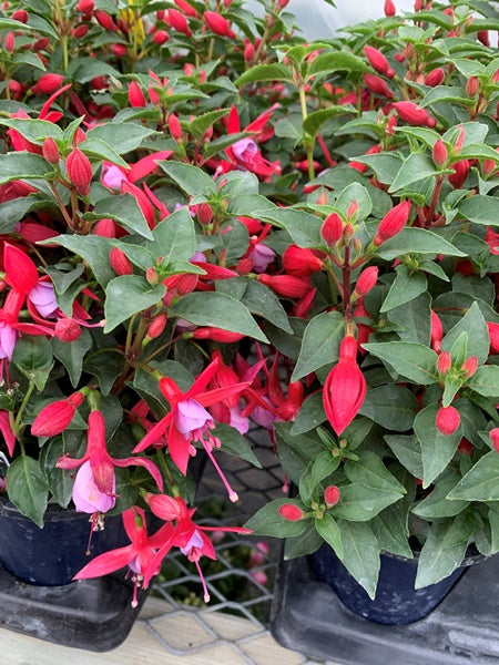 Fuchsia - Bella Upright Nikita