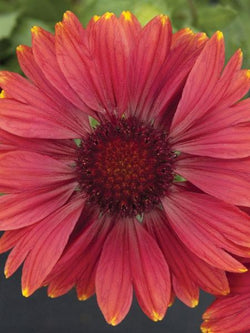 Galillardia - Blanket Flower Arizona Red Shades
