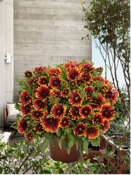Galillardia - Blanket Flower Spin Top Orange Halo