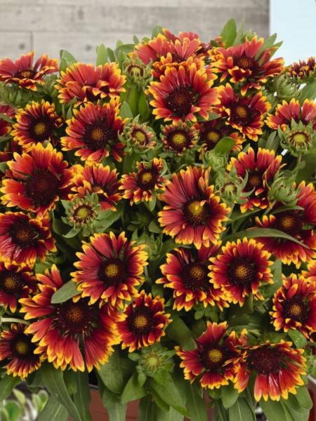 Galillardia - Blanket Flower Spin Top Orange Halo