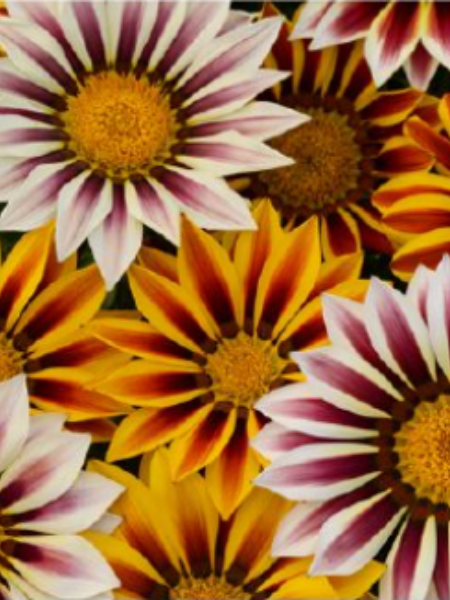 Gazania - New Day Mix Tiger