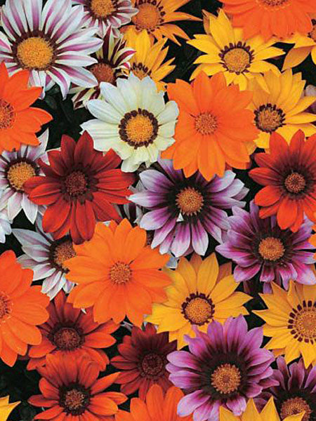 Gazania - New Day Mix