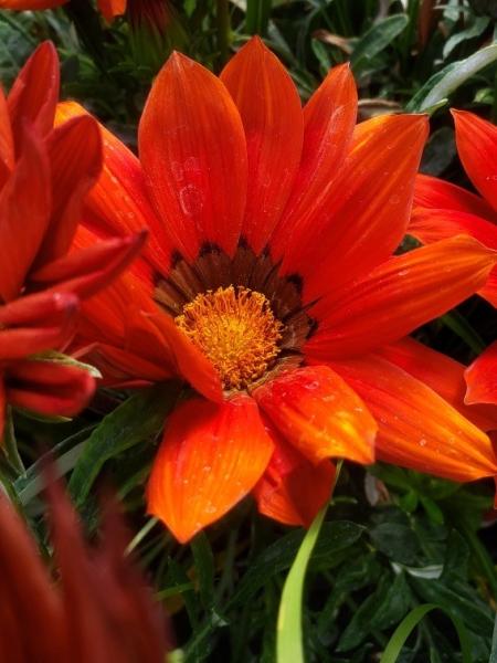 Gazania - New Day Red Shade