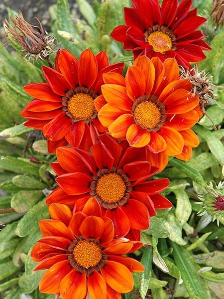 Gazania - New Day Red Shade