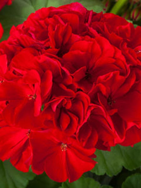 Geranium - Interspecific Calliope Large Red