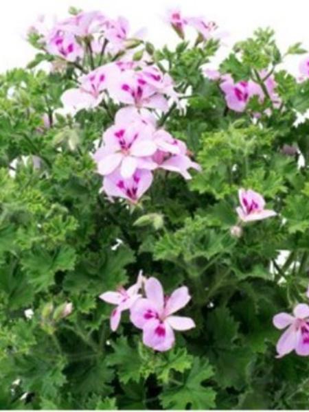 Geranium - Scented Lemona
