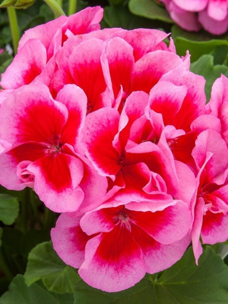 Geranium - Calliope Large Rose Mega Splash