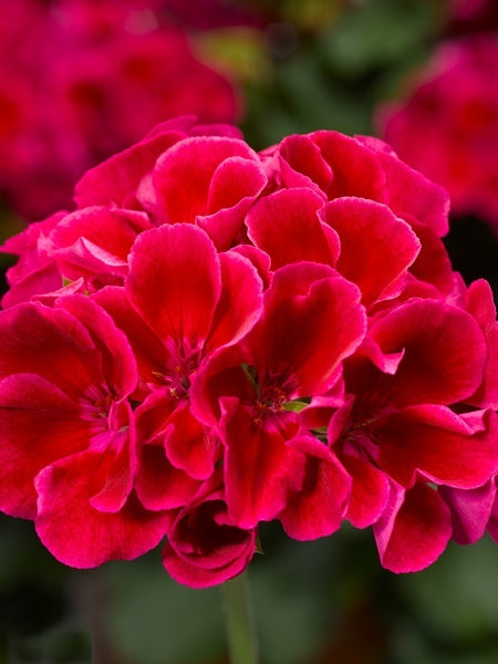 Geranium - Interspecific Calliope Medium Crimson Flame