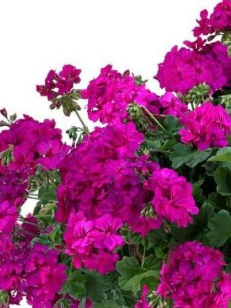Hanging Basket - Geranium Calliope Cascade Violet