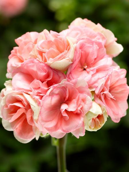 Geranium - Zonal Rosalie Antique Salmon