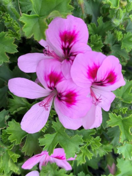 Geranium - Scented Lemona