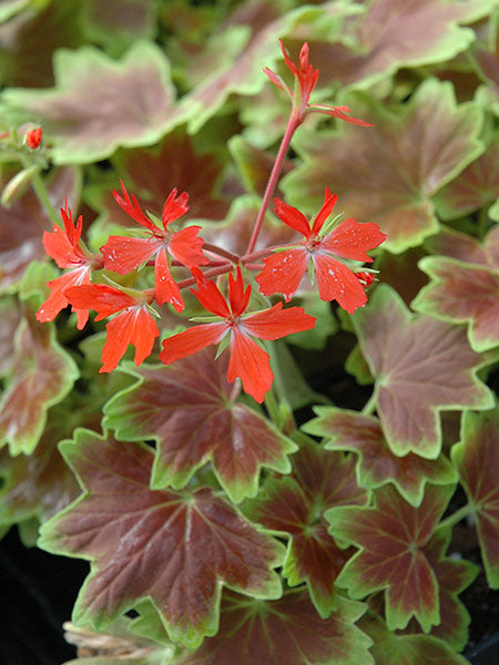 Annuals – Page 10 – Calgary Plants