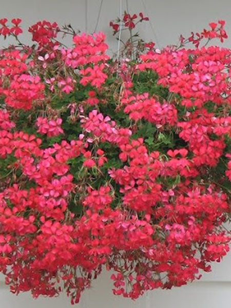 Ivy Geranium - Mini Cascade Pink