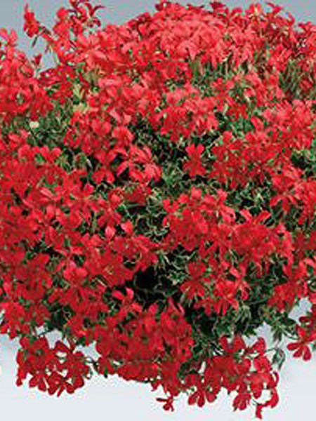 Hanging Basket - Ivy Geranium - Mini Cascade Pink & Red