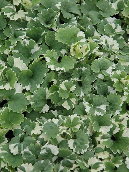 Glechoma - Hederacea Ground Ivy