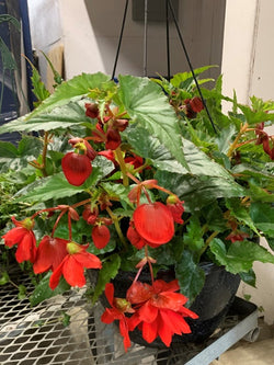 Hanging Basket - Begonia Illumination Scarlet