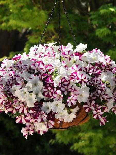 Hanging Basket - Starfish