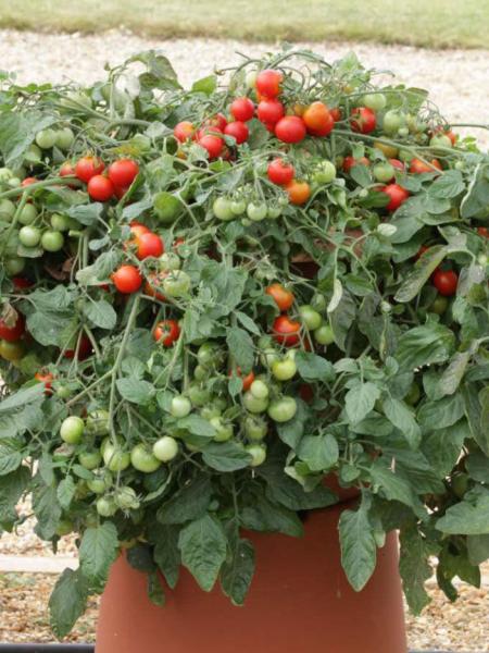 Hanging Basket - Tomato Red Profusion
