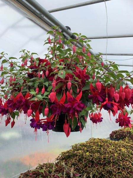 Hanging Basket - Fuchsia Bella Maori Maid