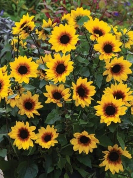 Helianthus - SunBelievable Brown Eyed Girl